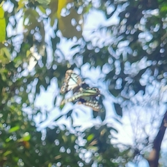 Graphium eurypylus