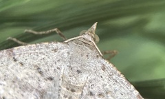 Dissomorphia australiaria