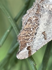 Dissomorphia australiaria