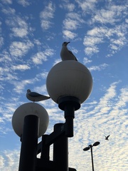 Chroicocephalus ridibundus