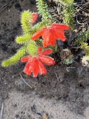 Erica cerinthoides cerinthoides