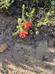 Erica cerinthoides cerinthoides
