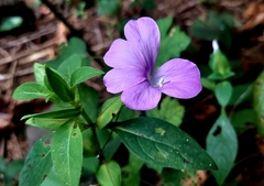 Barleria