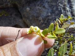 Phyllopodium