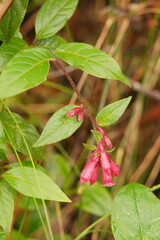 Cestrum elegans