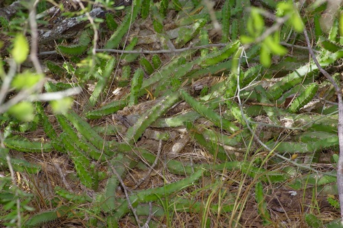 Echinocereus pentalophus