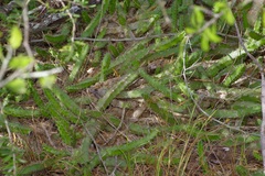 Echinocereus pentalophus