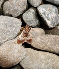 Uresiphita