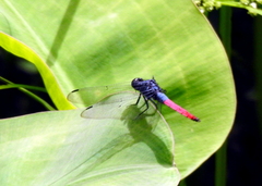 Orthetrum schneideri