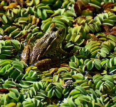 Pelophylax kurtmuelleri
