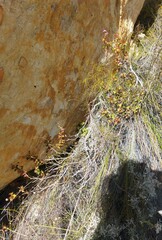 Pelargonium englerianum