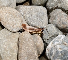 Uresiphita