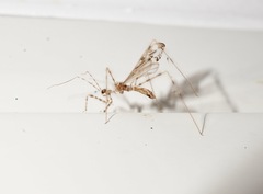 Stenolemus fraterculus