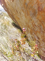 Pelargonium englerianum