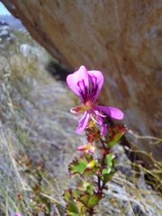 Pelargonium englerianum
