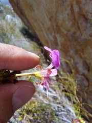 Pelargonium englerianum