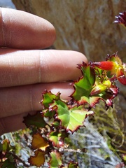Pelargonium englerianum