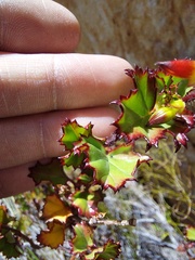 Pelargonium englerianum