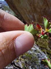 Pelargonium englerianum