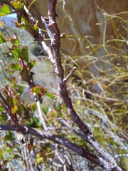 Pelargonium englerianum