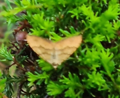 Anachloris subochraria