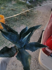 Agave salmiana crassispina