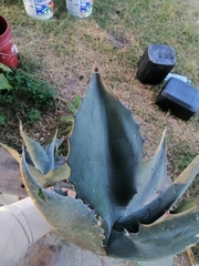 Agave salmiana crassispina