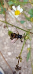 Paragus