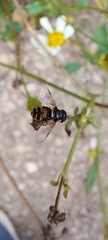 Paragus