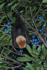 Pteropus conspicillatus