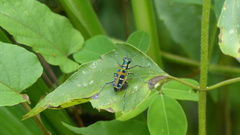 Cosmodela barmanica