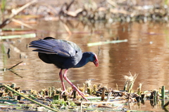 Porphyrio madagascariensis