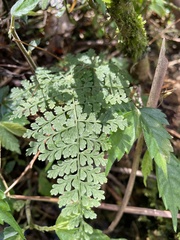 Dryopteris paleolata