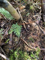 Dryopteris paleolata