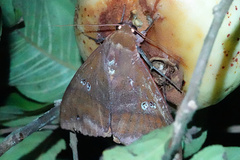 Ophiusa disjungens