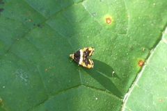 Choreutis argoxantha