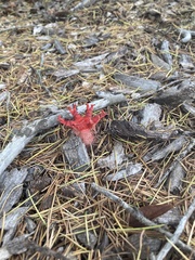 Aseroe rubra