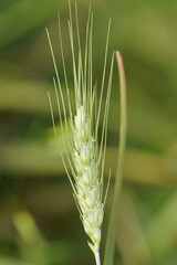 Triticeae