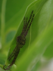 Isopedella flavida