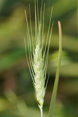 Triticeae