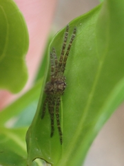 Isopedella flavida
