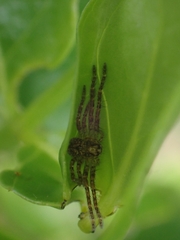 Isopedella flavida