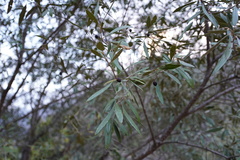 Olea europaea cuspidata