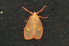 Ammatho cuneonotatus