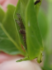 Isopedella flavida