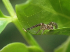 Isopedella flavida