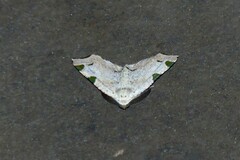 Achrosis