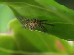 Isopedella flavida