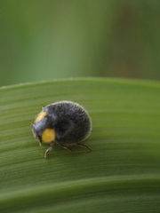 Apolinus lividigaster