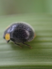 Apolinus lividigaster